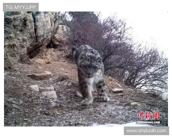 天山雪豹与四川的生态对决探秘自然保护与生物多样性的重要性
